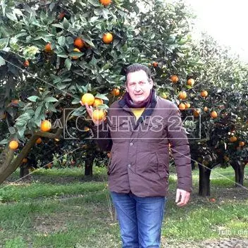 Agrumicoltura, stagione da dimenticare anche nel Lametino