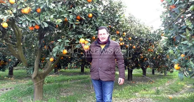 Agrumicoltura, stagione da dimenticare anche nel Lametino