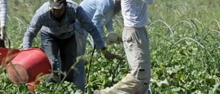 Braccianti come schiavi e lavoratrici violentate, tre arresti nel Reggino