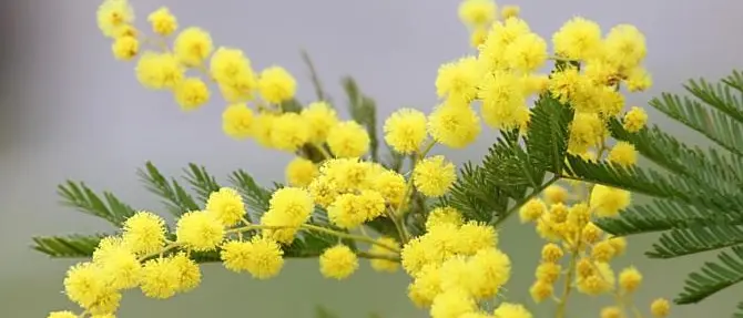 “Alle donne calabresi”, a Cosenza incontro al chiostro di san Domenico