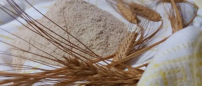 I grani antichi e l’esperienza del Mulinum San Floro a Calabria d’autore