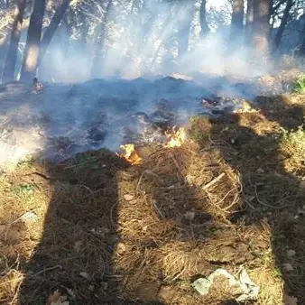 Incendio divampa a San Floro: paura per la cooperativa Nido di seta