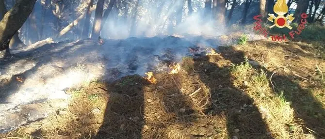 Incendio divampa a San Floro: paura per la cooperativa Nido di seta