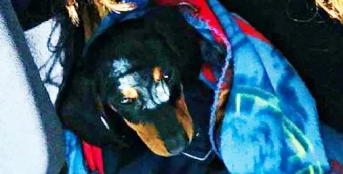 Morto il cane che ha tentato di difendere Maria Antonietta dalla furia dell'ex marito