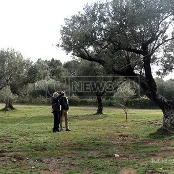 Allarme Xylella, a rischio anche l'olivicoltura calabrese