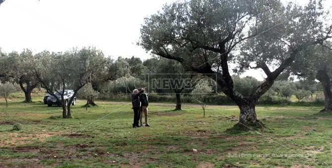 Allarme Xylella, a rischio anche l'olivicoltura calabrese