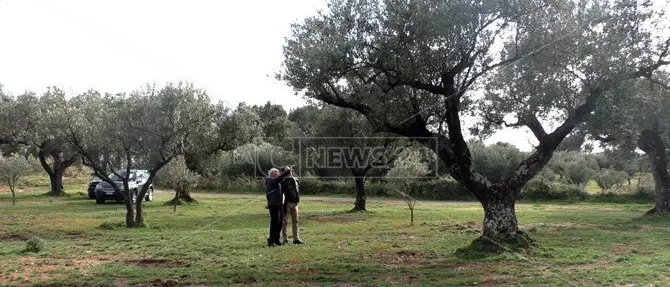Allarme Xylella, a rischio anche l'olivicoltura calabrese