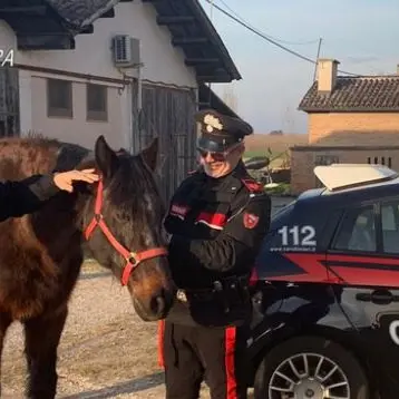 Truffa sui cavalli, gli equini finivano al macello o in corse clandestine