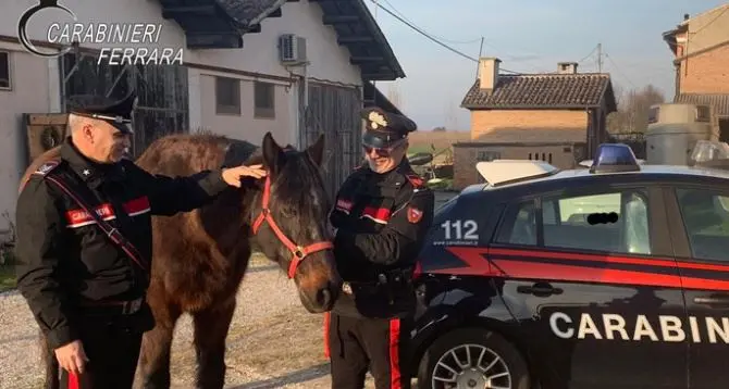 Truffa sui cavalli, gli equini finivano al macello o in corse clandestine