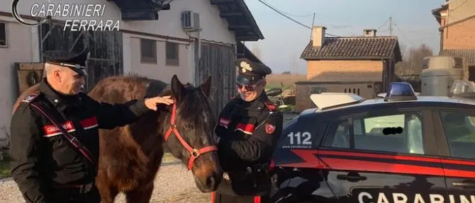 Truffa sui cavalli, gli equini finivano al macello o in corse clandestine