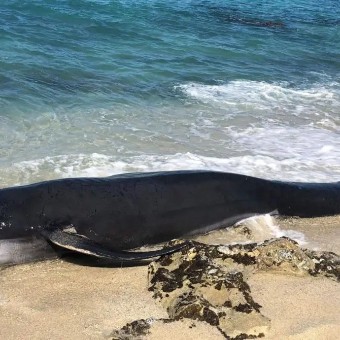 Ricadi, cetaceo spiaggiato tra gli scogli: vani i tentativi di salvarlo