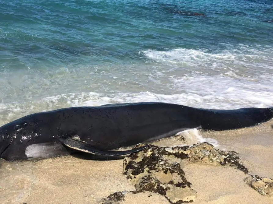 Ricadi, cetaceo spiaggiato tra gli scogli: vani i tentativi di salvarlo