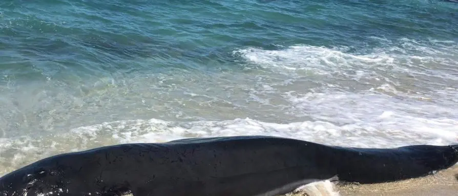 Ricadi, cetaceo spiaggiato tra gli scogli: vani i tentativi di salvarlo