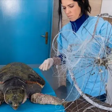 Tartaruga ferita trovata a Pellaro, rischia di perdere le pinne