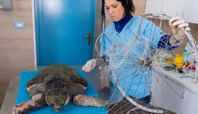 Tartaruga ferita trovata a Pellaro, rischia di perdere le pinne