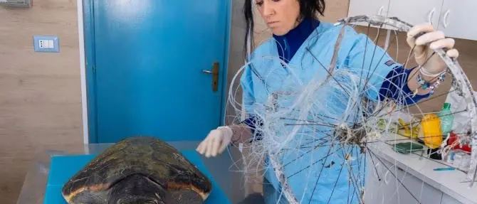 Tartaruga ferita trovata a Pellaro, rischia di perdere le pinne