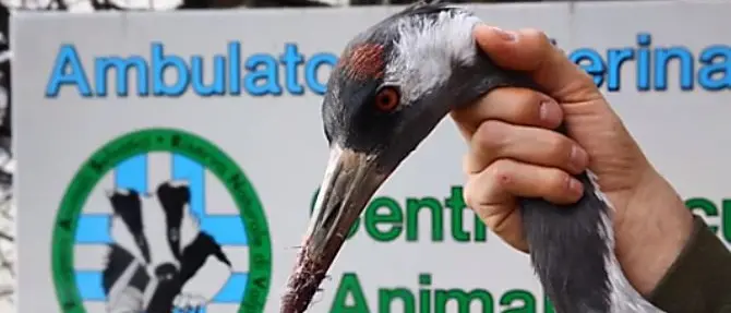 Torna in libertà la rara gru cenerina ferita dai bracconieri