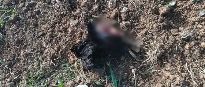 Scalea, quattro galline decapitate nei terreni di una cooperativa sociale