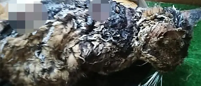 Orrore a Taurianova: gettano catrame caldo su un gatto, è in fin di vita