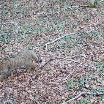 Avvistato un raro gatto selvatico nel Parco regionale delle Serre