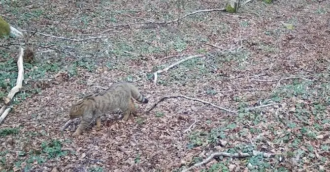 Avvistato un raro gatto selvatico nel Parco regionale delle Serre