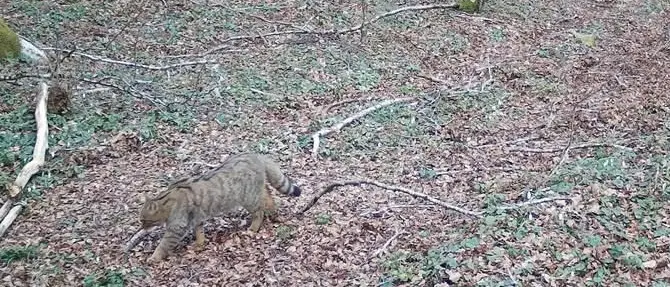 Avvistato un raro gatto selvatico nel Parco regionale delle Serre