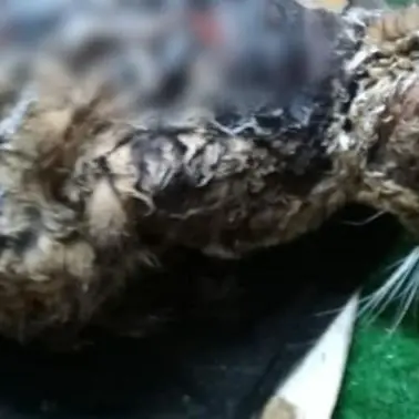 Ricoperta di catrame bollente, il gatto Mimi lotta per sopravvivere