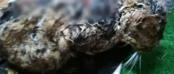 Ricoperta di catrame bollente, il gatto Mimi lotta per sopravvivere