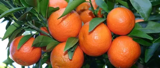 L'allarme della Coldiretti: «Dal Pakistan finte clementine»