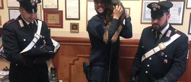 Rosarno, droga trovata in un appartamento disabitato grazie al fiuto di Manco