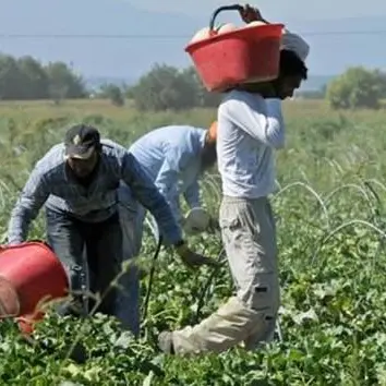 Caporalato e immigrazione clandestina, 18 denunce nel Cosentino