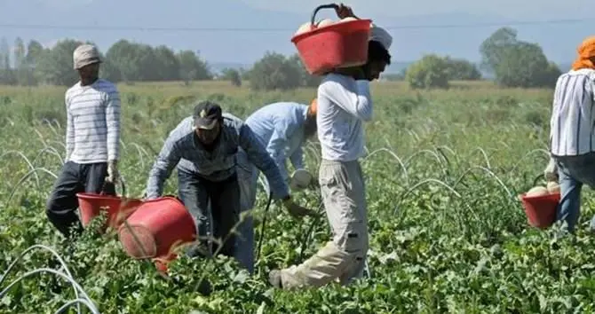 Caporalato e immigrazione clandestina, 18 denunce nel Cosentino