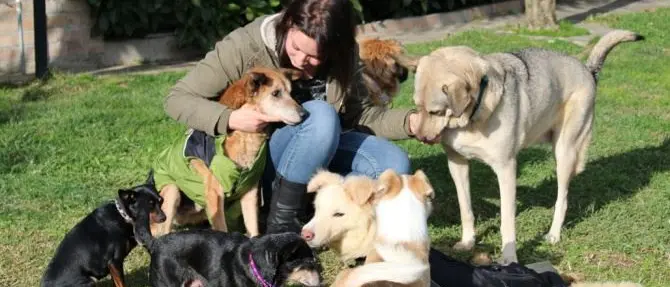 La storia di Debora, la volontaria di Soverato che salva i cani anziani dal canile