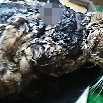 Morta dopo giorni di agonia la gatta seviziata con il catrame bollente