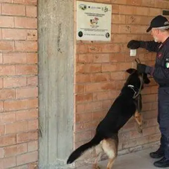 Droga pronta allo spaccio nel piazzale di una scuola a Botricello