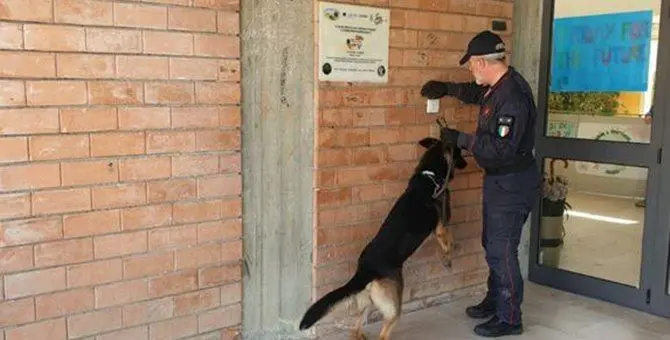 Droga pronta allo spaccio nel piazzale di una scuola a Botricello