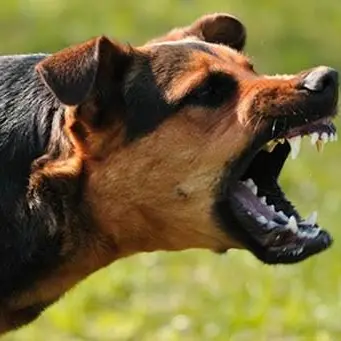 Pedivigliano, 18enne aggredita da un cane di grossa taglia