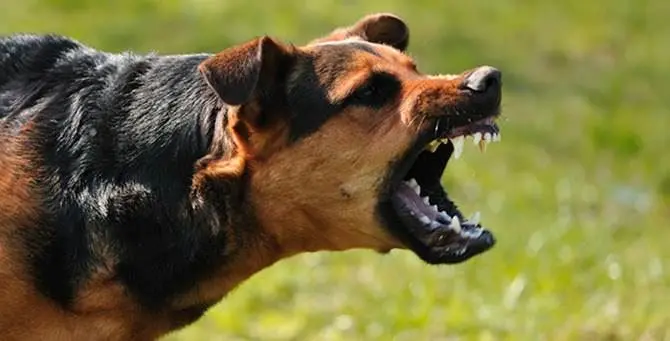 Pedivigliano, 18enne aggredita da un cane di grossa taglia