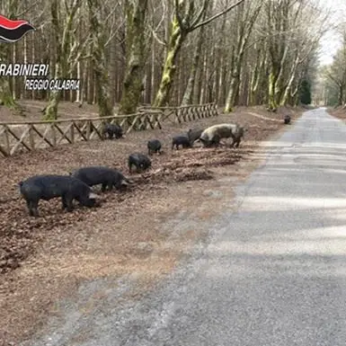 Fa pascolare i maiali nel Parco dell'Aspromonte: denunciato 52enne