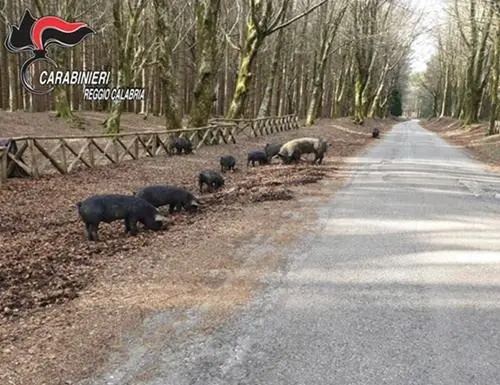 Fa pascolare i maiali nel Parco dell'Aspromonte: denunciato 52enne