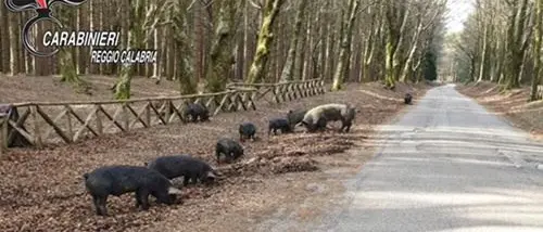 Fa pascolare i maiali nel Parco dell'Aspromonte: denunciato 52enne