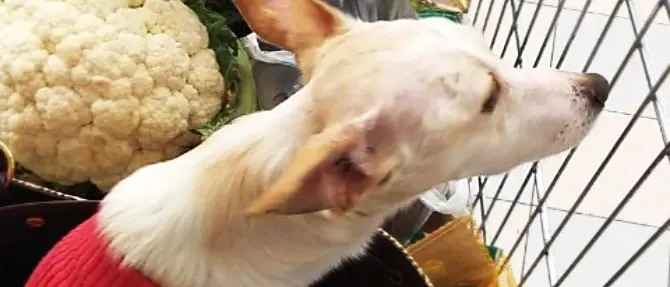 Picchiata e impiccata, poi curata e adottata: nuova vita per la cagnetta Luce