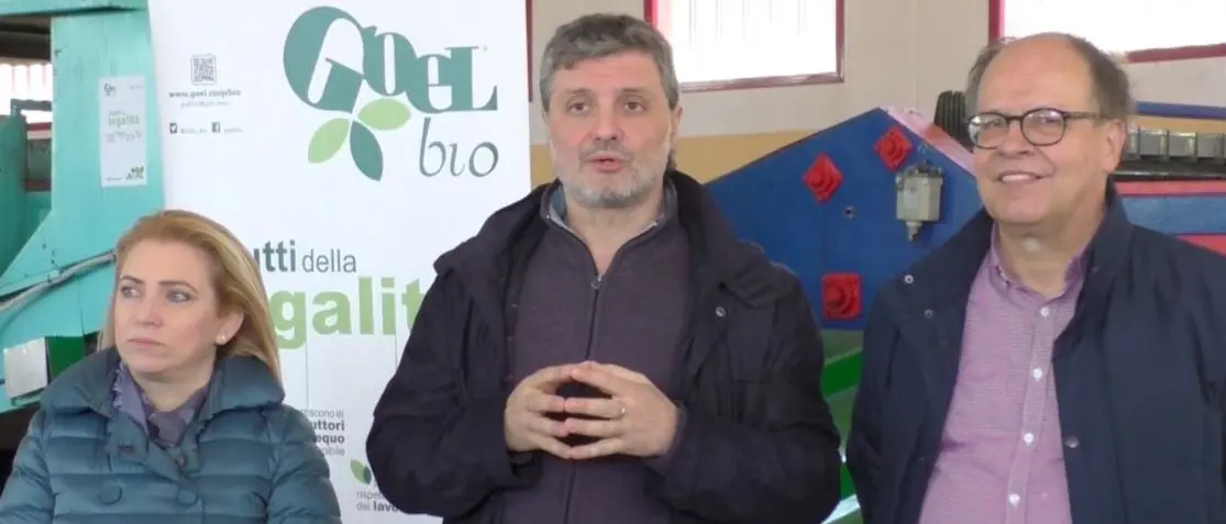 A Caulonia nasce il primo stabilimento calabrese di arance biologiche