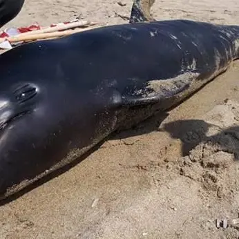 Raro esemplare di delfino spiaggiato a Belvedere Marittimo