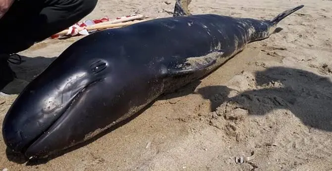 Raro esemplare di delfino spiaggiato a Belvedere Marittimo