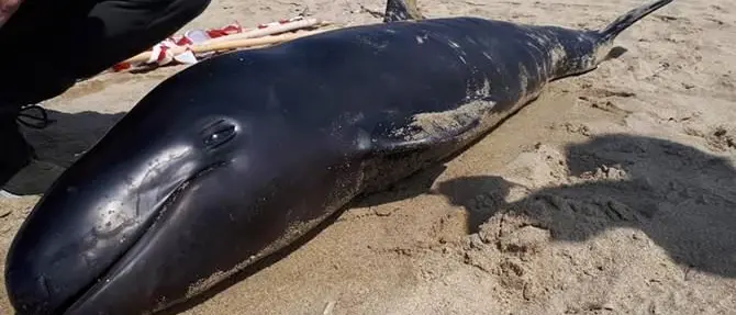 Raro esemplare di delfino spiaggiato a Belvedere Marittimo