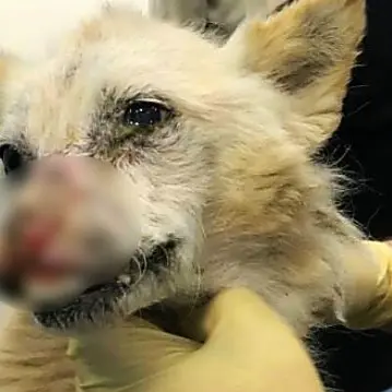 Cane ustionato dall’acido lotta per sopravvivere e trovare una famiglia