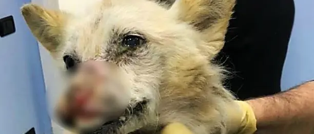 Cane ustionato dall’acido lotta per sopravvivere e trovare una famiglia