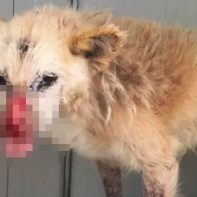 Le precisazioni del veterinario sul caso del cane Leon
