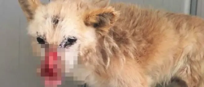 Le precisazioni del veterinario sul caso del cane Leon